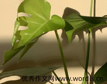 十二月再见一月你好伤感语录 一月你好很伤感的说说