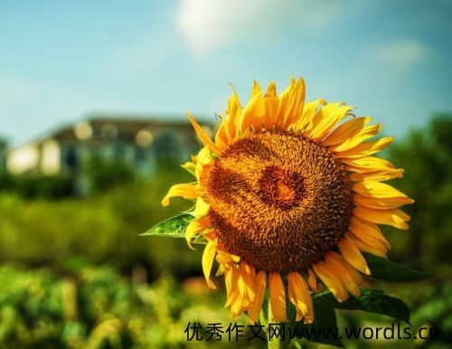 感恩母亲的唯美句子 感恩母爱朴实的句子发朋友圈