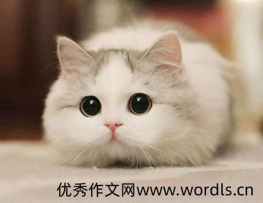 关于猫咪的暖心句子 想做你枕边书怀中猫意中人