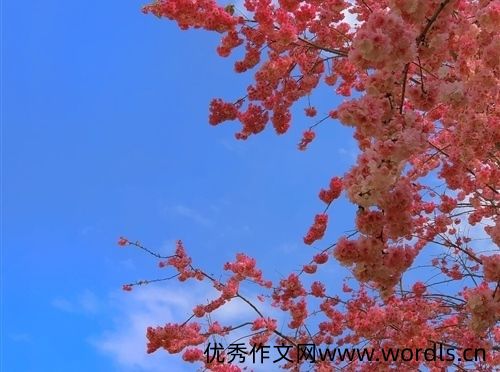 樱花开了发朋友圈说说