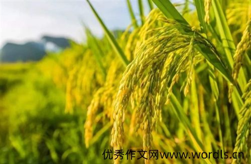 收稻谷的朋友圈说说简单