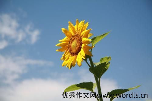 适合发朋友圈的心情短句 很走心的干净短句发朋友圈